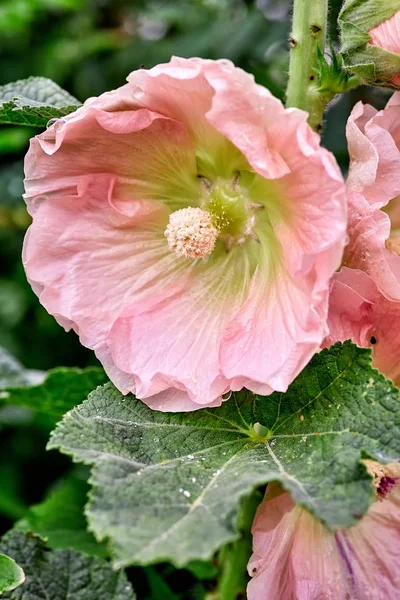 Close-up de uma flor de jardim rosa e gotas de chuva — Fotografia de Stock