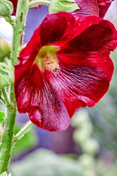 Close-up of a garden flower rose and raindrops — 스톡 사진