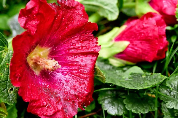 Primer plano de una flor de jardín rosa y gotas de lluvia —  Fotos de Stock