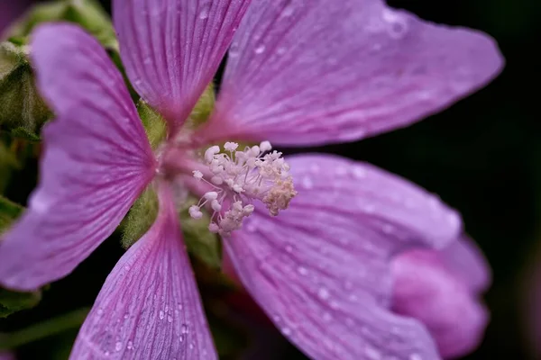 Close-up de um lírio de flor de jardim, lília, lírio e gotas de chuva — Fotografia de Stock