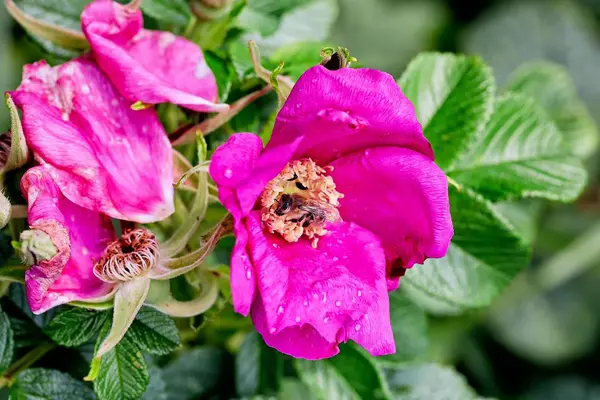 Primer plano de una flor de jardín rosa y gotas de lluvia —  Fotos de Stock