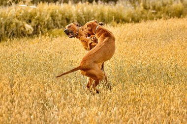 Safkan bir Afrikalı Rodezyalı sırt sırtlı çavdar tarlasında yürüyor.