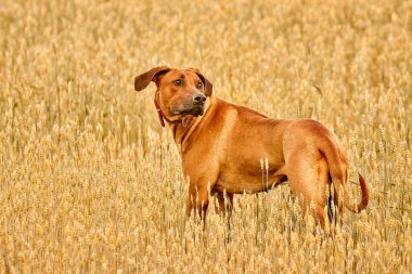 Safkan Afrikalı Rodezyalı Sırt Sırtı olağanüstü bir köpek türüdür..