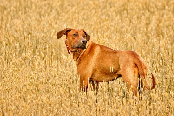 Il purosangue africano Rhodesian Ridgeback è una notevole razza sportiva di cane. — Foto Stock