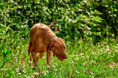 Safkan Afrikalı Rodezyalı Sırt Sırtı olağanüstü bir köpek türüdür..