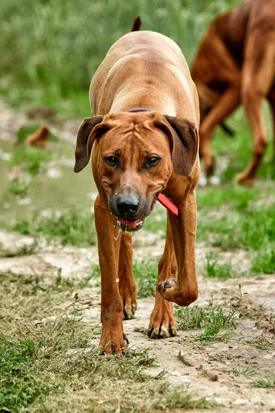 Le Ridgeback rhodésien africain de race pure est une race sportive remarquable de chien. — Photo