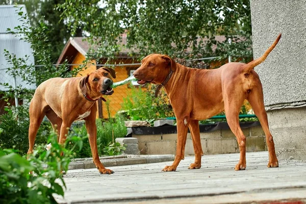 Girl thoroughbred African Rhodesian Ridgeback close up — 스톡 사진