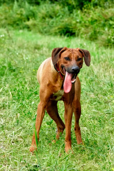 Il purosangue africano Rhodesian Ridgeback è una notevole razza sportiva di cane. Fotografia Stock
