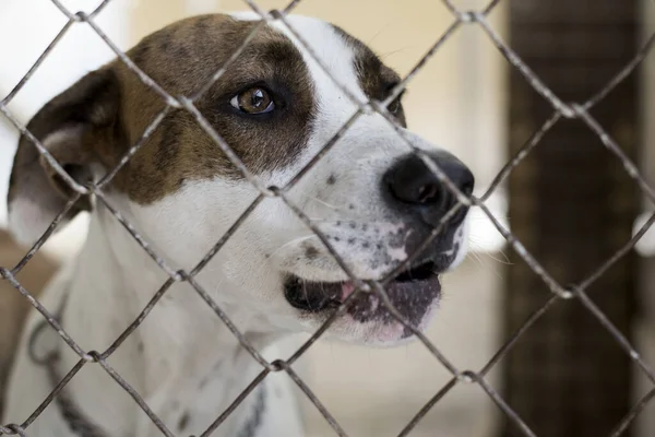 A dog alone, sad and abandoned behind the fence in a shelter.