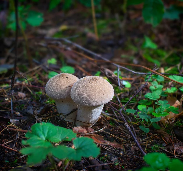 White furry mushroom. Forest. Nature. — Stock Photo, Image