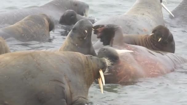 Beach sezon walruses — Stok video