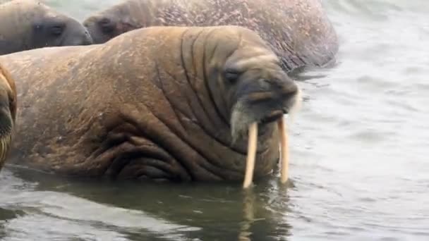 Beach season walruses — Stock Video