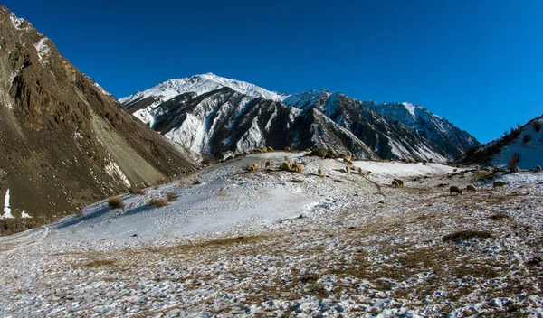 Pastagem de montanha em Altai — Fotografia de Stock