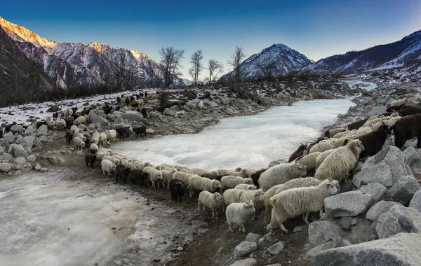 Fazenda nas Montanhas Altai — Fotografia de Stock