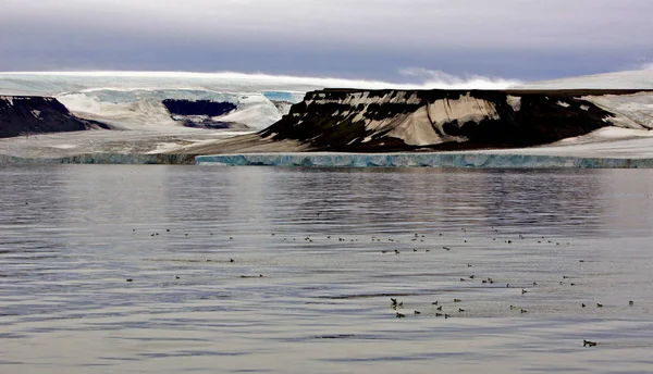 Glaciers and seabirds — Stock Photo, Image