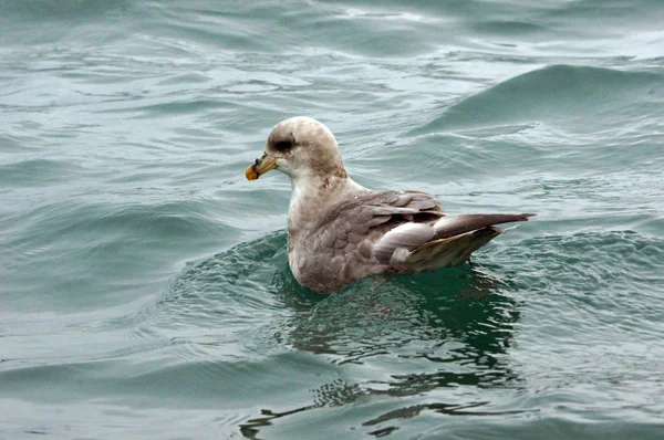 Vogels van Frans Jozefland — Stockfoto