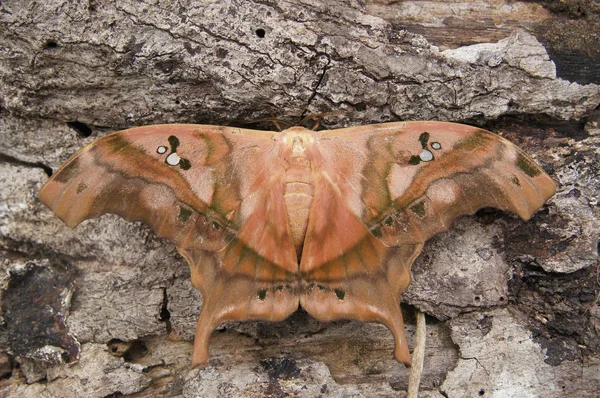 Butterflies of Peru — Stock Photo, Image