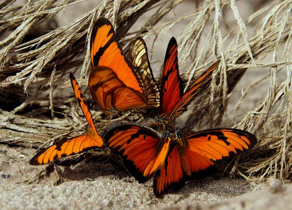ペルーの蝶類 ロイヤリティフリーのストック画像