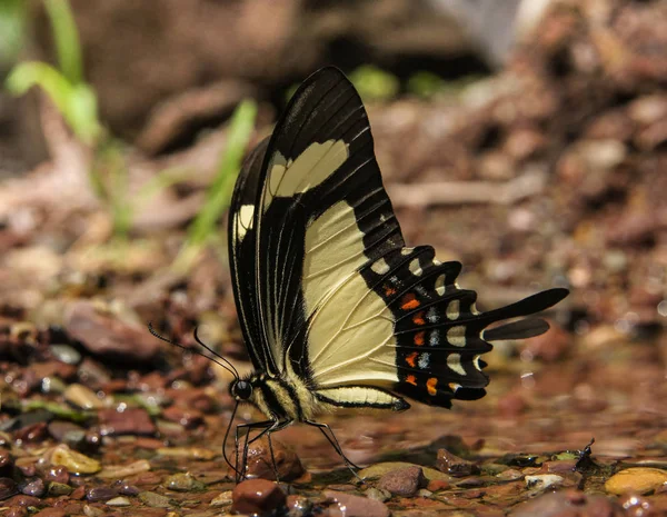 Butterflies of Peru — Stock Photo, Image