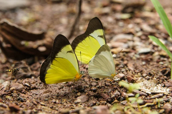 Fjärilar i Peru — Stockfoto