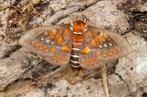 Butterflies of Peru — Stock Photo, Image