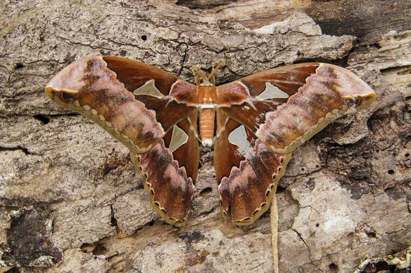 Papillons du Pérou — Photo