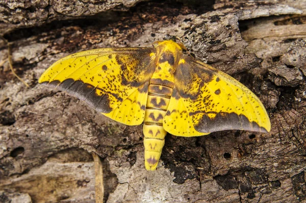 Бабочки Перу — стоковое фото