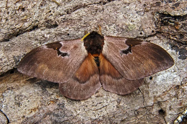 Schmetterlinge aus Peru — Stockfoto