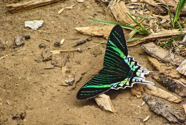 ペルーの蝶類 ストックフォト