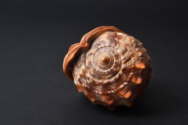 Siyah bir arka plan üzerinde büyük deniz kabuğu