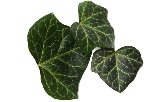 Pflanzen immergrüne Efeublätter — Stockfoto