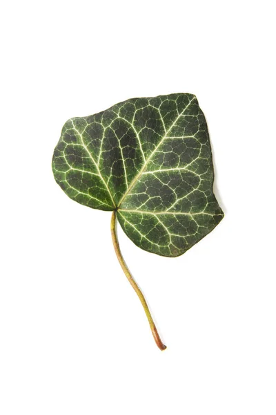 Plantas hoja de hiedra siempreverde — Foto de Stock