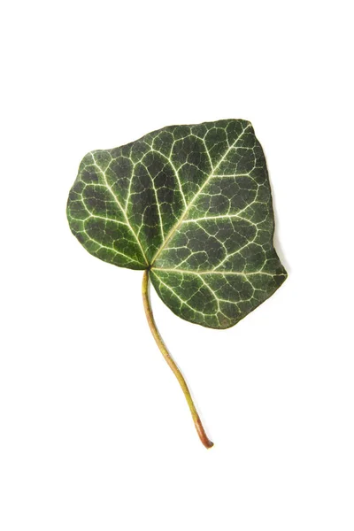 Листья вечнозеленого плюща Стоковая Картинка