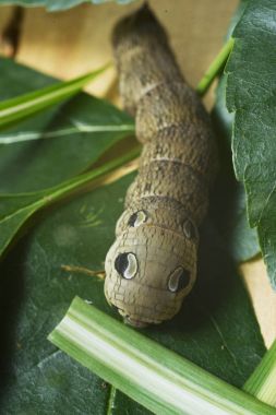 Korkunç caterpillar Deilephila elpenor