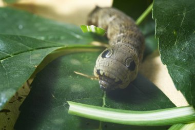 Korkunç caterpillar Deilephila elpenor