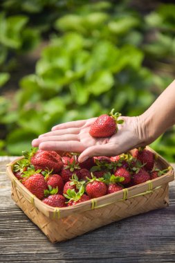 Elinde çilek dolu sepet.