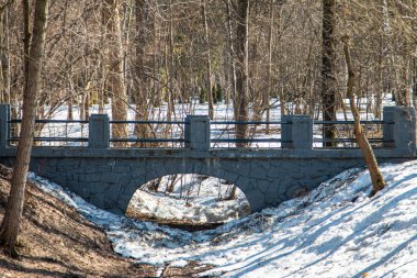 Güneşli bir günde güzel bahar orman