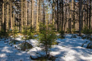 Güneşli bir günde güzel bahar orman
