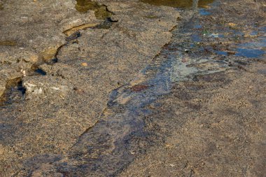 Güneşli bir günde güzel bahar orman