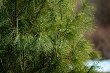 Güneşli bir günde güzel bahar orman
