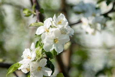 Bahçemizde çiçek açan elma ve armut ağaçları