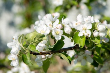 Bahçemizde çiçek açan elma ve armut ağaçları