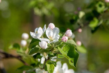 Bahçemizde çiçek açan elma ve armut ağaçları
