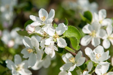 Bahçemizde çiçek açan elma ve armut ağaçları