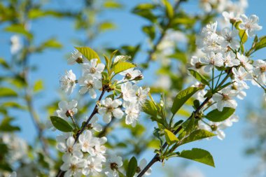 Bahçemizde çiçek açan elma ve armut ağaçları