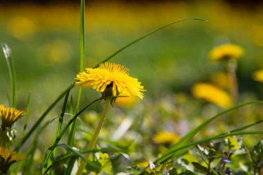 Baharda bahçemizde çiçek açan karahindibalar
