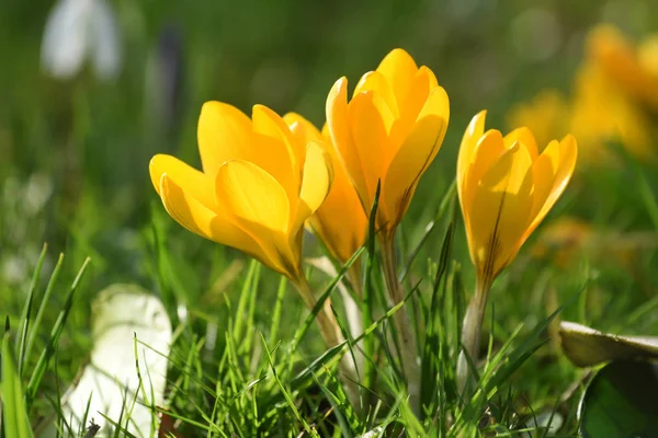 Bazı sarı çiğdemler bahar gününde — Stok fotoğraf
