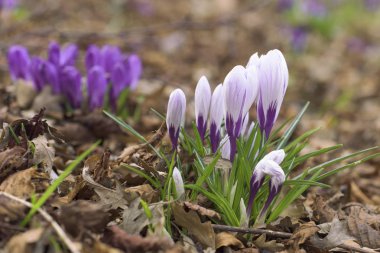 Bazı mor çiğdemler yere