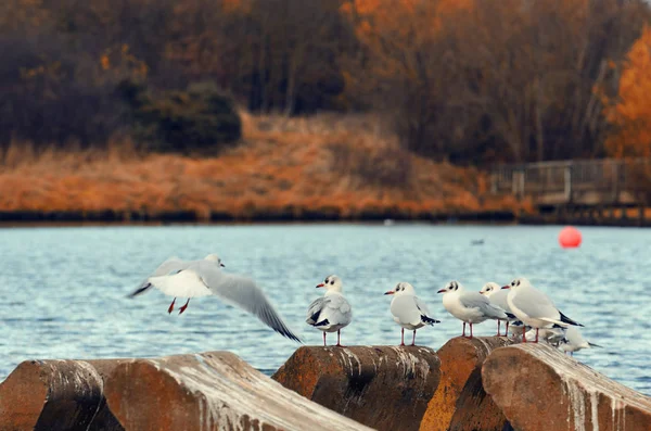 Seagulls on the stones by the lake — Stock Photo, Image