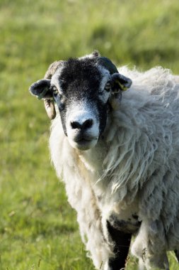 Doğruca kameraya yeşil çimenlerin üzerinde güzel bir günde seyir portre RAM (koyun)